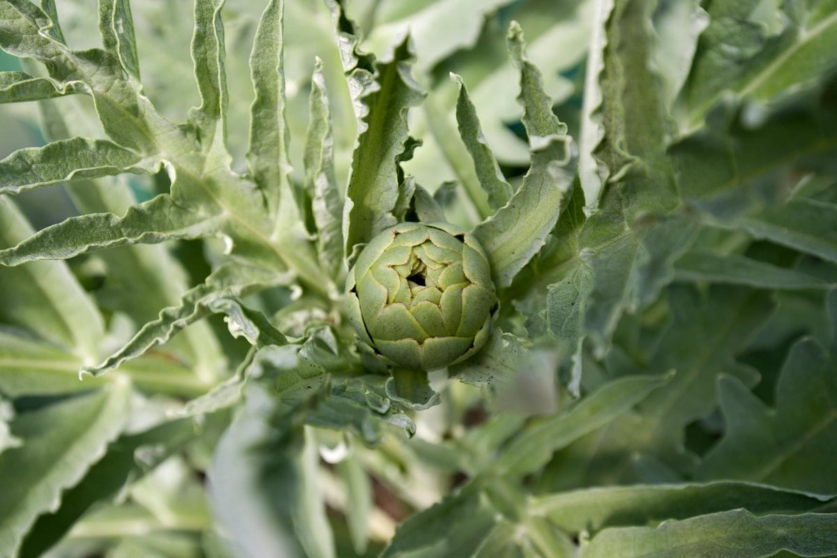 Wales cuisine from United Kingdom