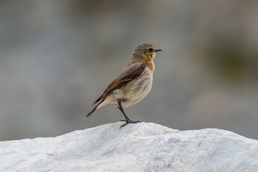 Northern Bahrain cuisine from Bahrain