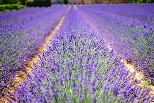 Provence cuisine from France