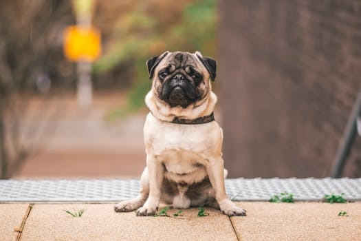 Limburg cuisine from Netherlands