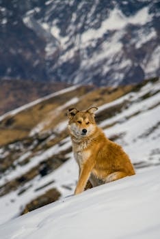 Highlands Region cuisine from Papua New Guinea
