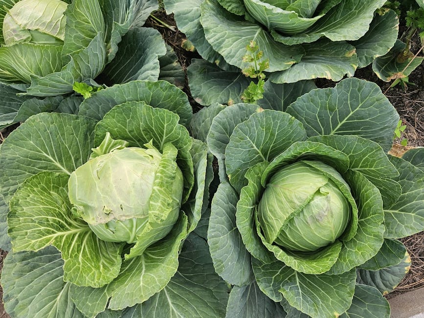 Pool and Plateaux Regions cuisine from Congo