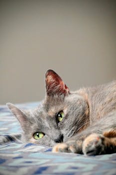 Gata