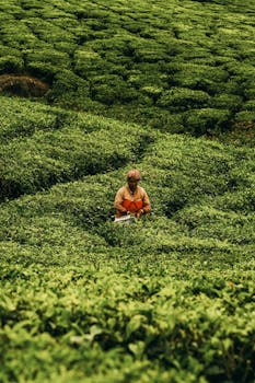 Bush Tea (Bush Tee)