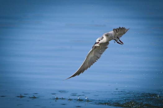 Flying Fish and Cou-Cou