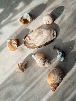 Buzio (Sea Snail)