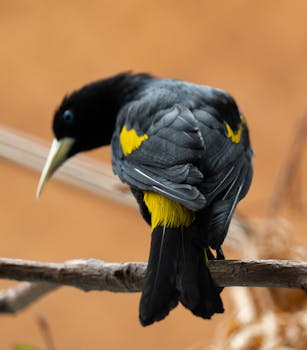 Guaro Cacique
