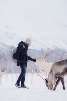 Poronkäristys (Sautéed Reindeer)