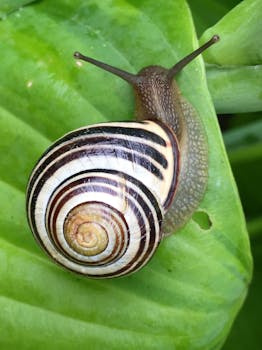 Escargot