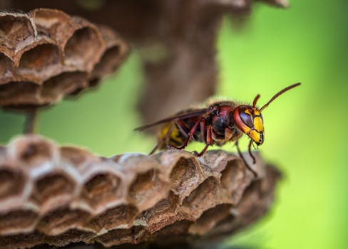 Bienenstich (Bee Sting Cake)