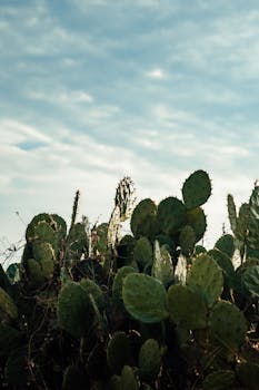 Mezcal
