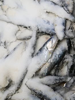 Raw Herring (Hollandse Nieuwe)