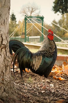 Sancocho de gallina (Chicken Sancocho)