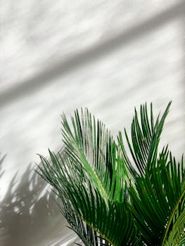 Saksak (Sago)