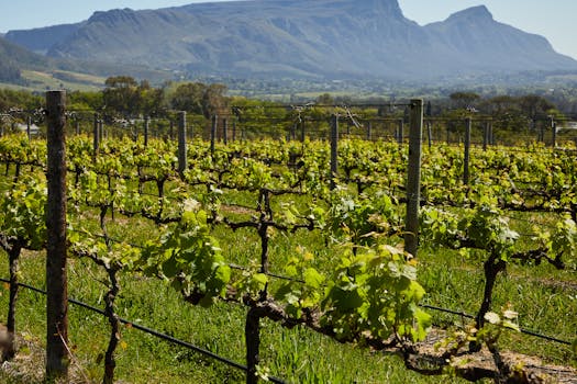 Vinho Verde (Green Wine)