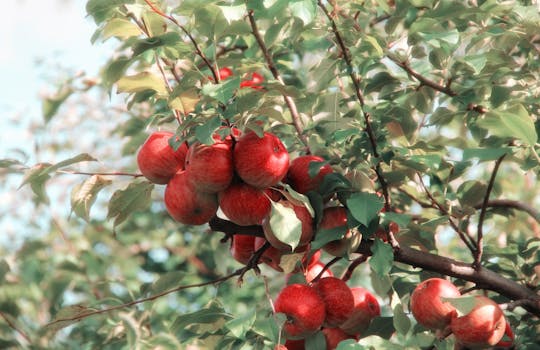 Sidra (Cider)