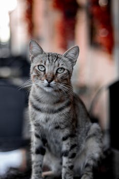 Cà phê sữa đá (Cà phê sữa đá)